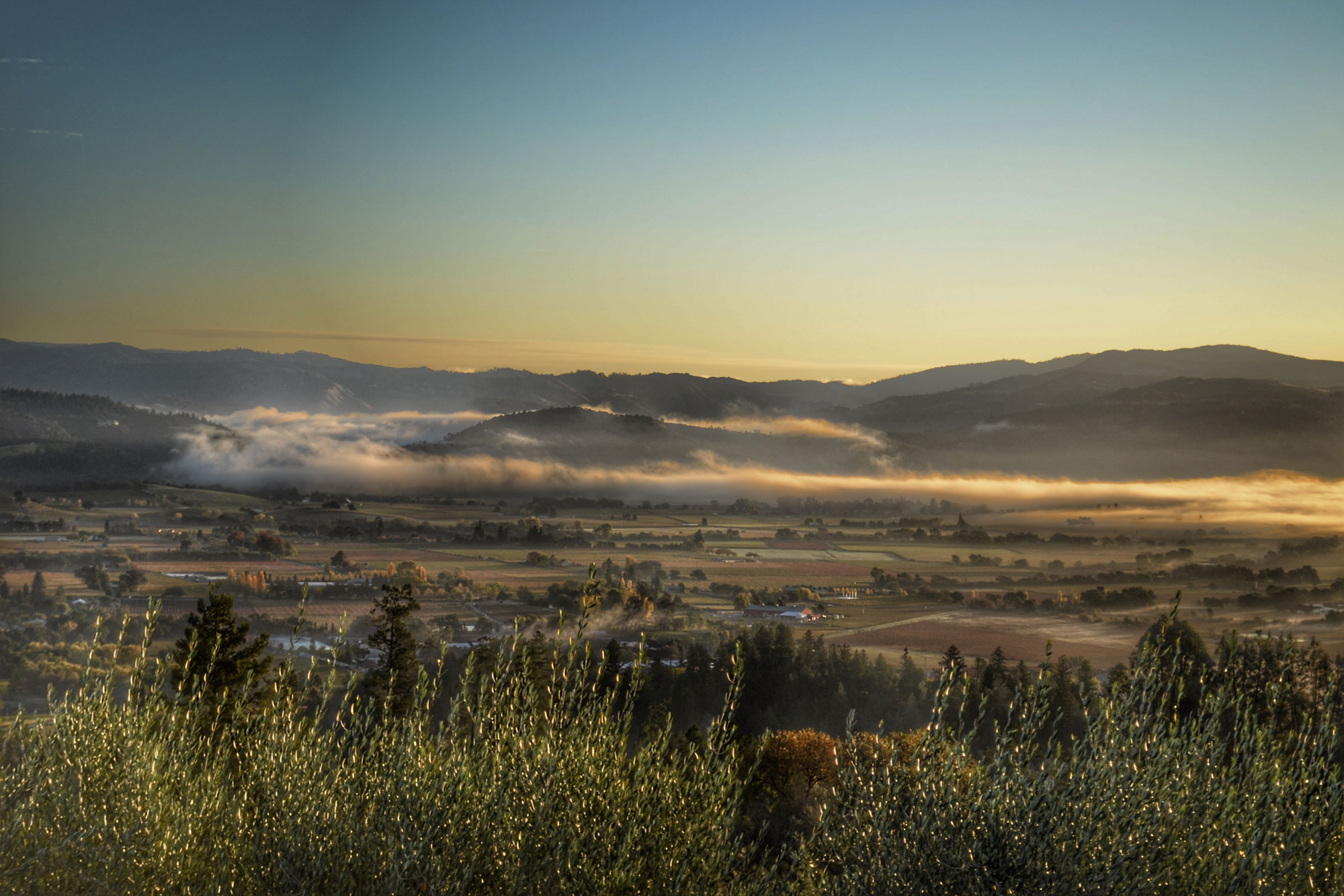 Caspar Estate Cultivar Wine