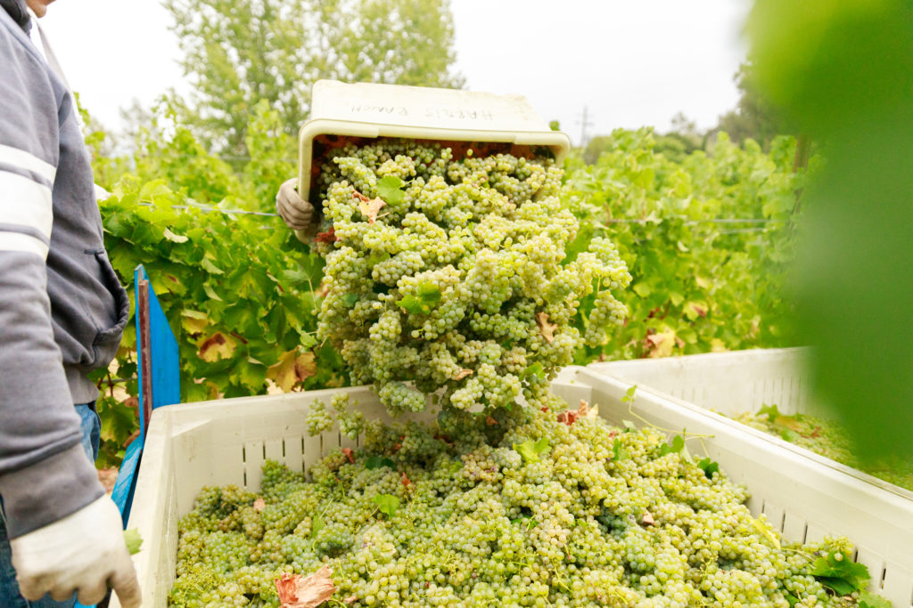 Caspar Estate Sauvignon Blanc harvested grapes