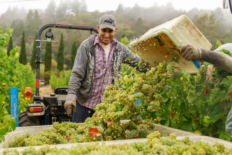 Harvesting Caspar Estate Sauvignon Blanc grapes