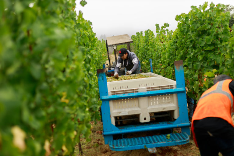 Placing harvested grapes into containers for transport