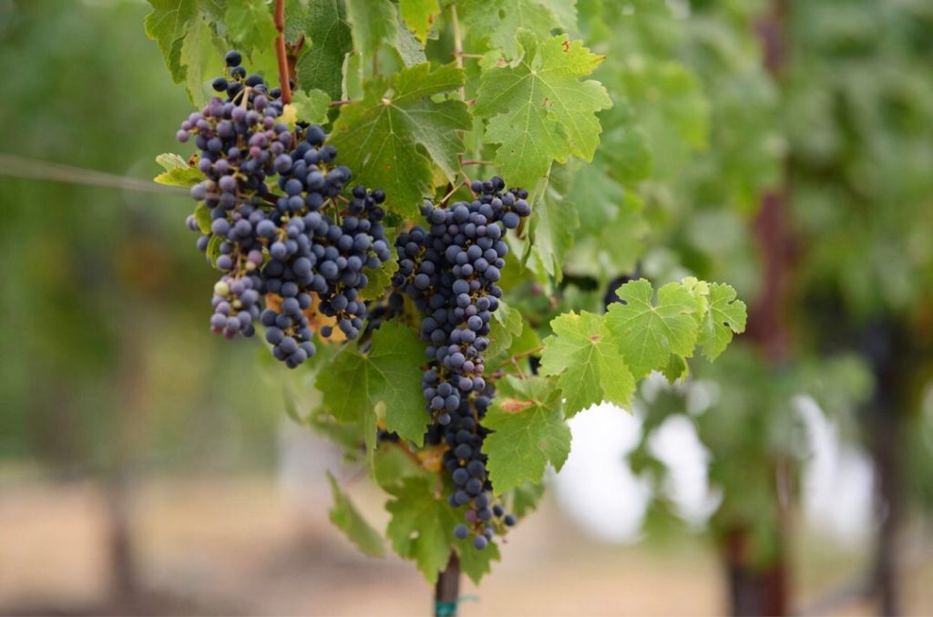 Grape cluster on the vine
