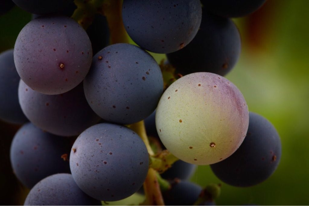 Close up of Cabernet Sauvignon grapes