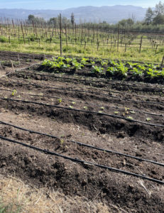 Sustainable, earth friendly organic farming practices