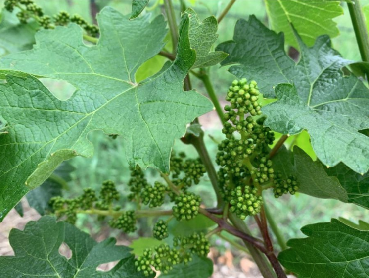 Young grape clusters on the vine