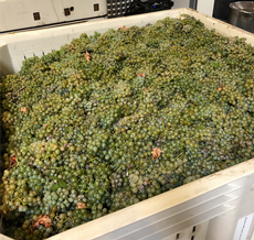 Harvested white wine grapes in a container