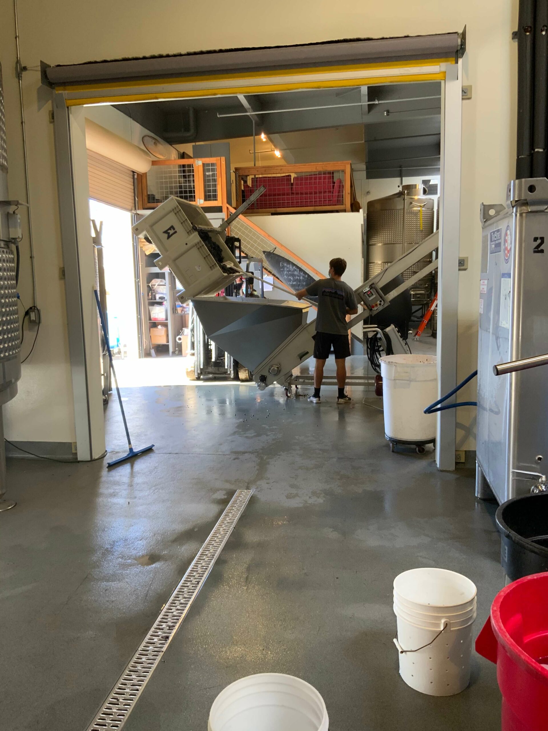 Moving grapes from containers into the sorter