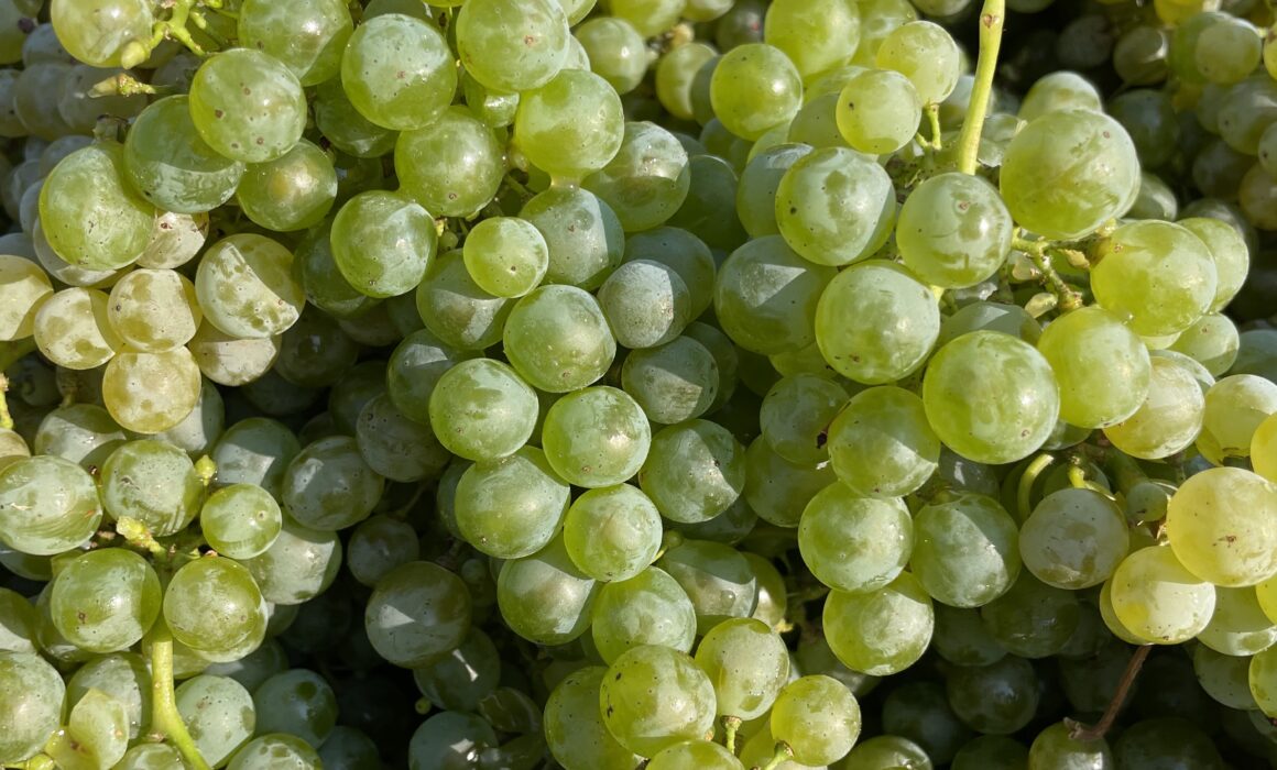 Sauvignon Blanc grapes at Caspar Estate